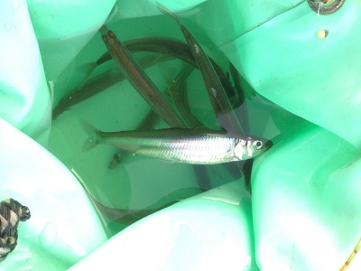 ワカサギ ワカサギ