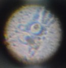 ２