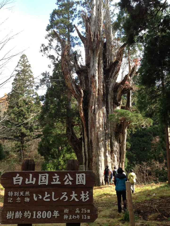 大杉 大杉