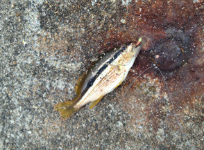 fish fish