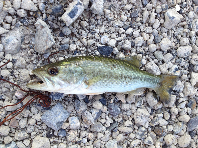 20150828-bass1.jpg