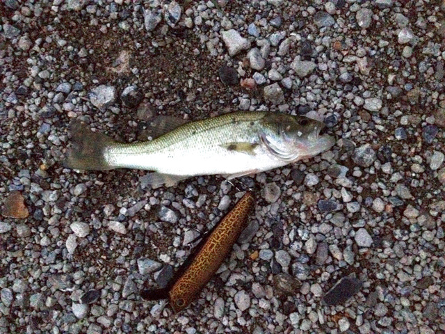 20150828-bass2.jpg