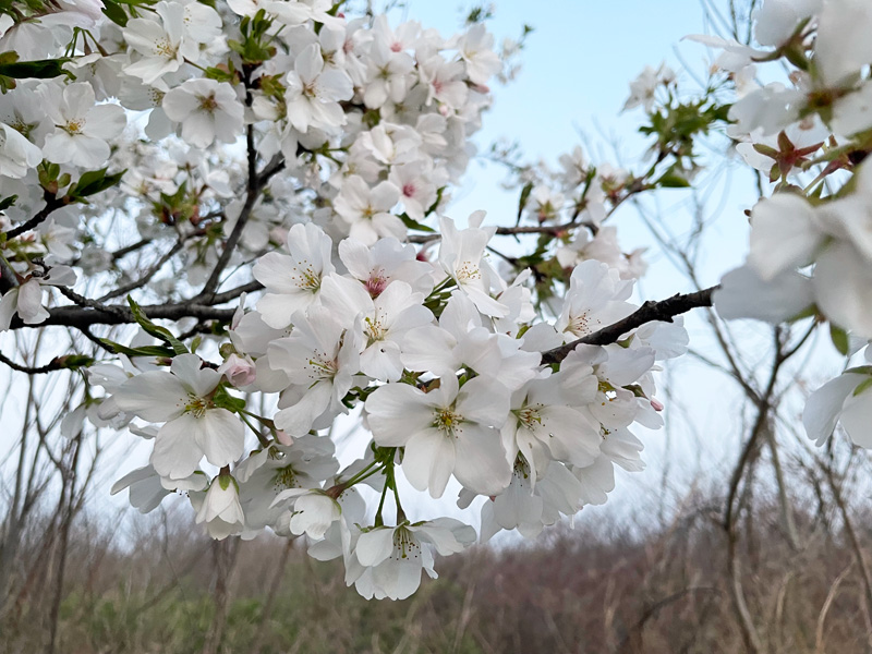 早咲きの桜