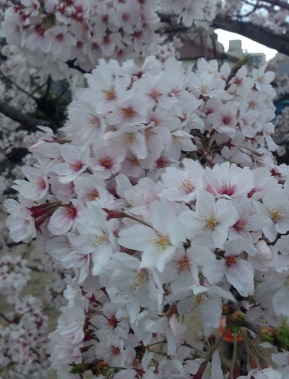 桜